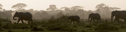 Posterazzi PDDAF21BJY0024 Africa, Kenya, Amboseli National Park. Elephants Backlit at Sunset Photo Print, 18 x 24, Multi