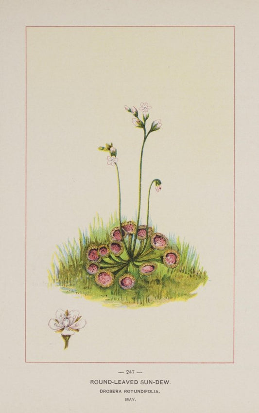 Wild Flowers of America 1894 Round-leaved Sun-dew Poster Print by Unknown (18 x 24)