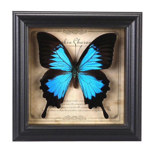 Butterfly Specimen Photo Frame,Real Butterfly Shadow Box. (Heavenly Swallow Butterfly)