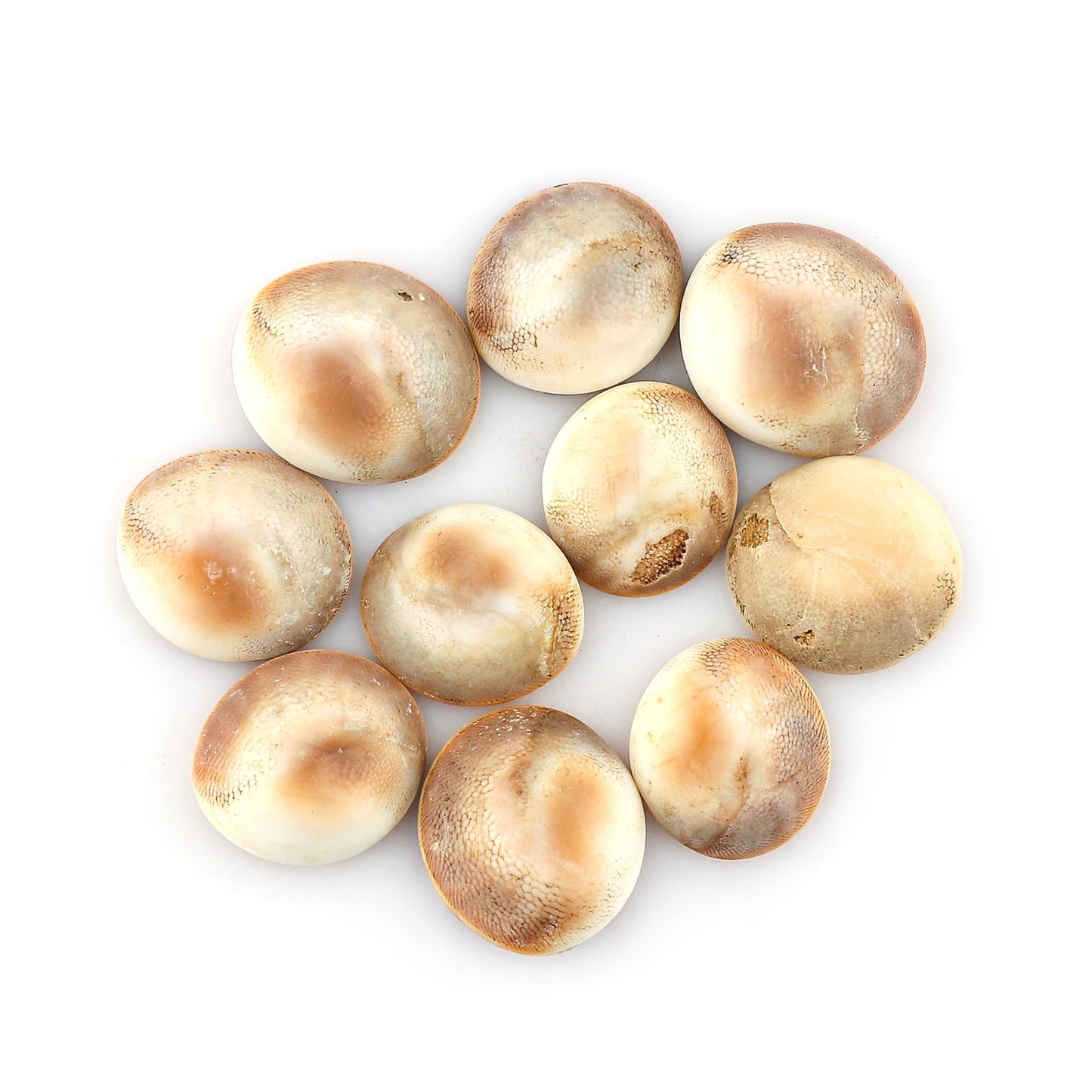 CRYSTALIS Wholesale 10pcs Natural Shiva Eye Shell Loose Gemstone Bulk Cabochons Jewelry Making Supply, Chakra & Healing Polished Stones, Wire Wrapping, DIY, Gem Collection, 15mm+