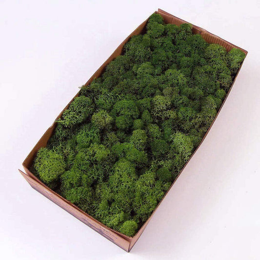 prefleur Preserved Reindeer Moss Natural Green DIY Kit Gardenning Art Wall Decor Florist Decor Easter Table Decor Wedding (0.85lb)(Green-06)