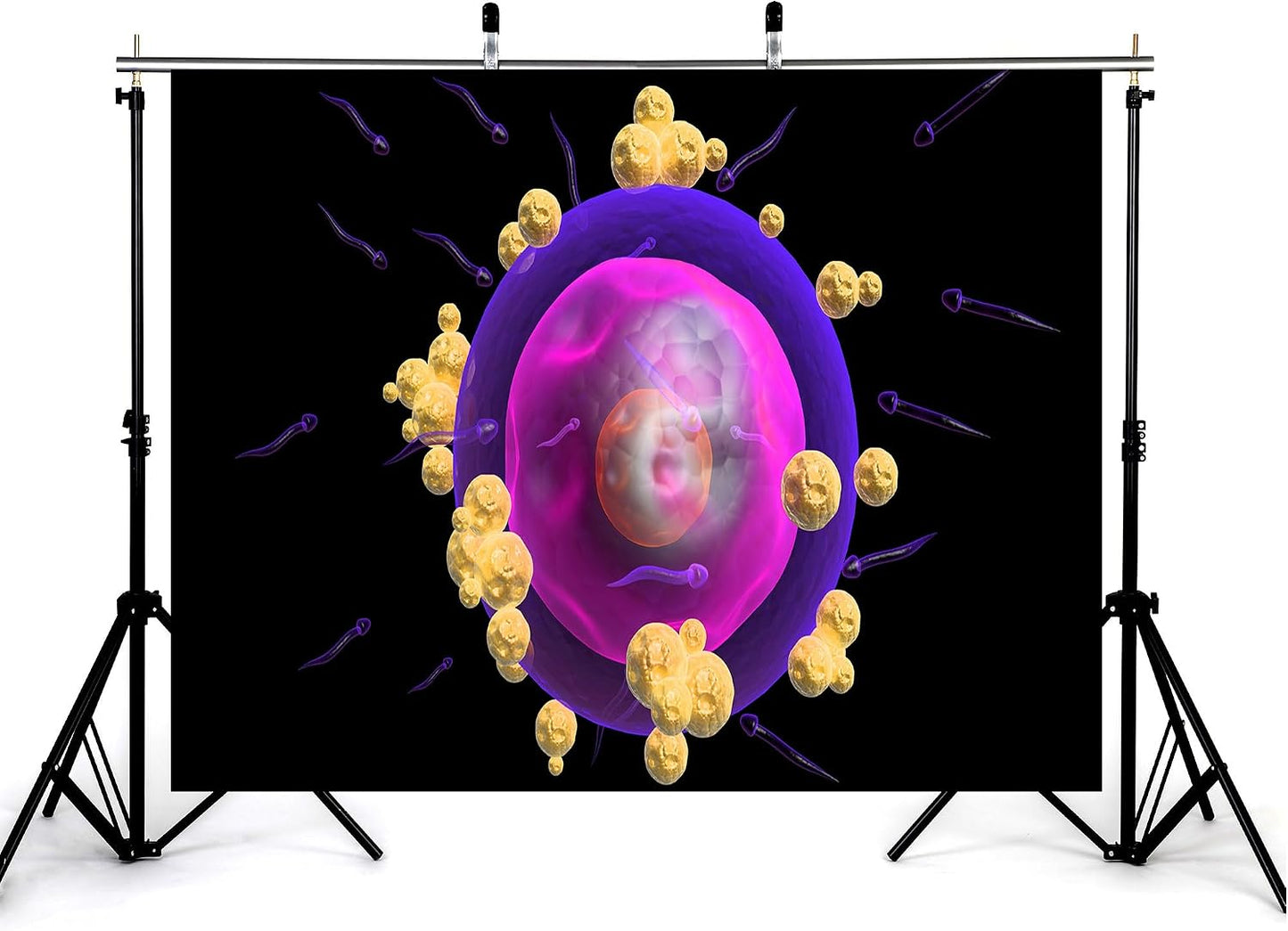 KeyWork 10x5ft Human Egg Cell Fertilization Backdrop Reproductive Science Photography Background for Health Fair