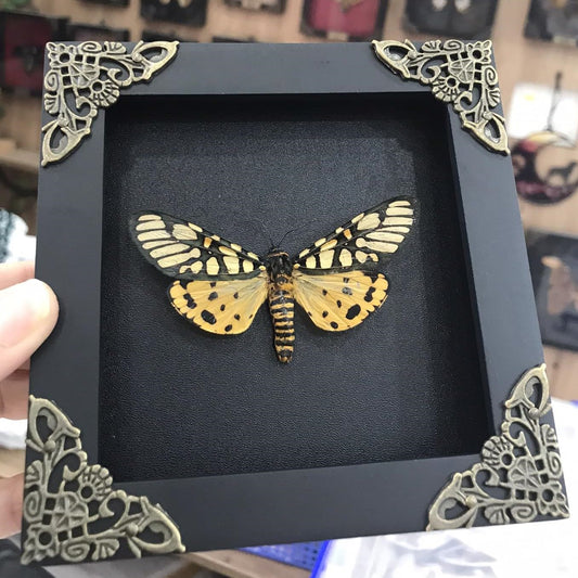 Real Yellow Tiger Moth Open Wings Butterfly Taxidermy Black Frame Shadow Box Preserved Insect Specimen Gothic Aesthetic Dark Academia Oddities Curiosities Home Decor Collectors Gift K12-124-DE