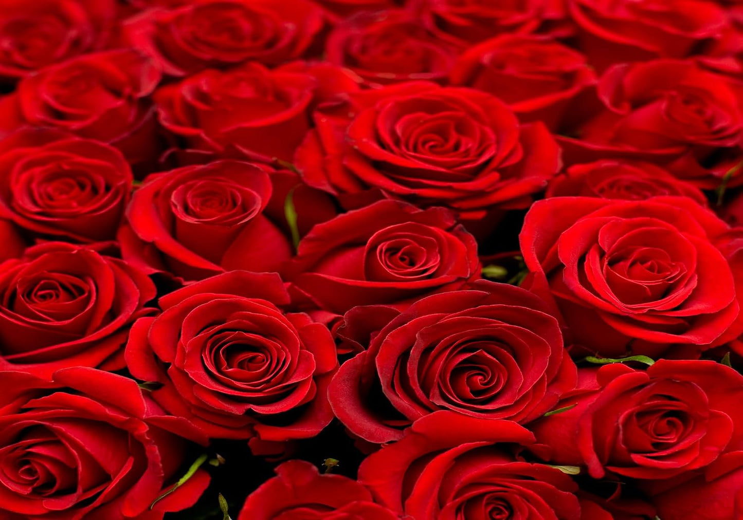 SHDASMIL 5X4ft Bright Red Roses Close Up Backdrop Fresh Floral Bouquet Background for Valentines Day Wedding Party