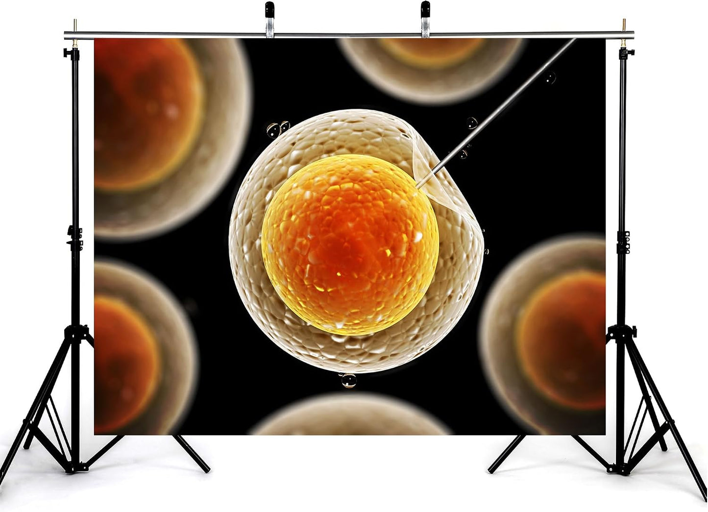KeyWork 5x3ft Egg Cell Fertilization Backdrop Reproductive Medical Photography Background for Science Fair Health Event