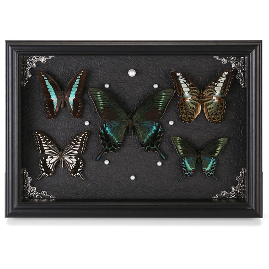 Real Framed Butterfly Taxidermy Collection - Set of 5 in Shadow Box Display - Natural Wood Frame with Museum Quality Preservation - for Home Decor, Wall Art, Gift