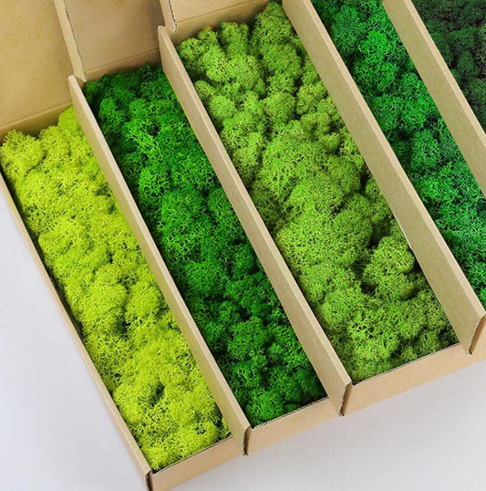 prefleur 5 Color Mix Pack Preserved Reindeer Moss Natural Green DIY Kit Gardenning Art Wall Decor Florist Decor (1 lb)(Green-01 Green-02 Green-03 Green-04 Green-12)