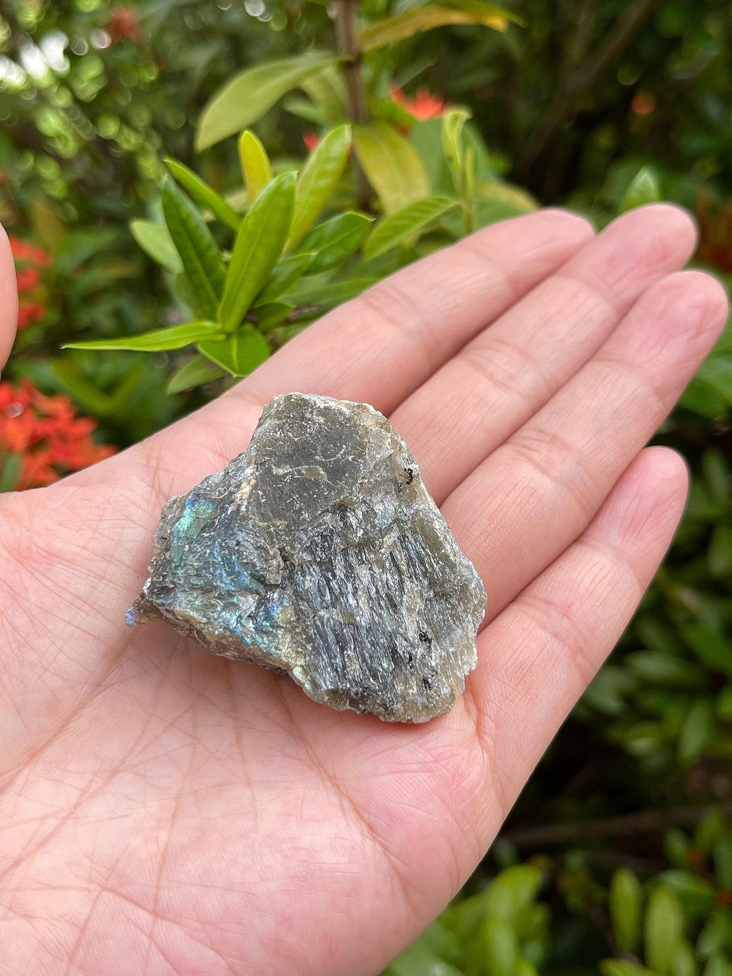 GAF TREASURES Wholesale Raw Labradorite Crystals, Natural Labradorite Stone, Natural Rough Labradorite Crystals, Labradorite Rough, Labradorite Healing Crystals (Labradorite, 0.5 Pound)