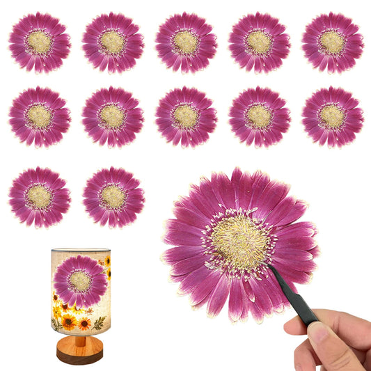 ALJ Rose Red Dried Pressed African Daisy for Resin Crafts Embellishment, Large Size Natural Sunflowers, Barberton Daisy for DIY Jewellery Candle Making Phone Case Home Wedding Decor (3.14-3.54IN)