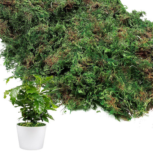 10oz Natural Green Moss for Plants Indoor - Dried Forest Real Moss for Crafts, Artificial Fairy Gardens, Mosswall, Glass Terrariums, Floral Design, Home Decor